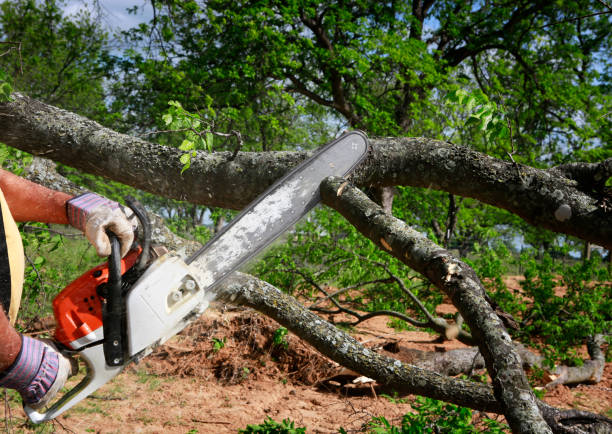 How Our Tree Care Process Works  in  Jacksonwald, PA